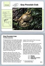 Gray Porcelain Crab #82.16 Arthropods - Grolier Wildlife Adventure Card