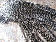 IFS 1/2 Grizzle Genetic Cock