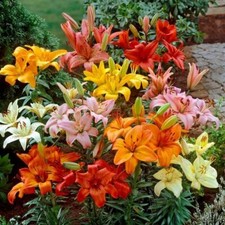10 ASIATIC LILIUM MIXED BULBS