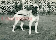 1960's Photo Dog English Mastiff 6.5 x 4.5 inches
