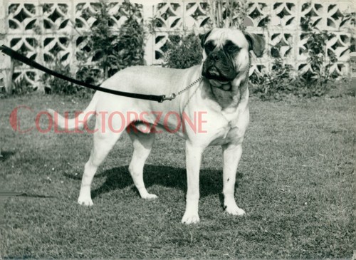 1960 photo dog english - dog,