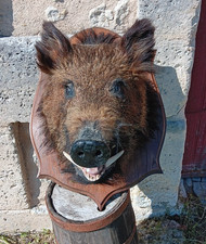 Stunning Antique Wild Boar Head Mount XL Smiling Expression Oak mount vintage