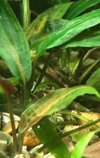 Cryptocoryne affinis - Live