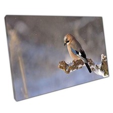 Vibrant Jay Bird Canvas Wall
