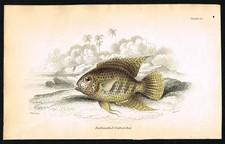 1843 Jardine Fish Print –