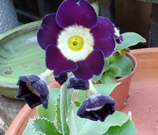 Primula auricula Harlequin F1
