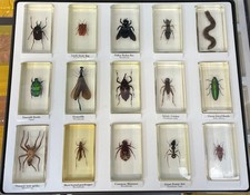 Small Real Bugs / Insects In Clear Acrylic Block Resin Paperweight Taxidermy