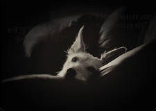 Hairy lurcher greeting card