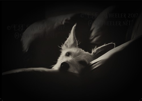 Hairy lurcher greeting card