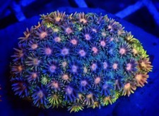 SHA Heartbreaker Rainbow