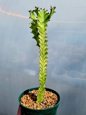 CLEARANCE: Euphorbia Trigona