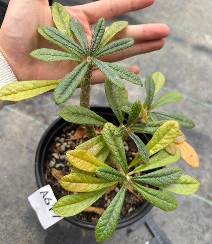 Rare cacti succulentlive - rare,