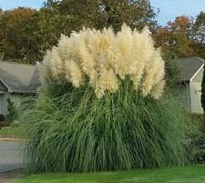 Cortaderia selloana HARDY