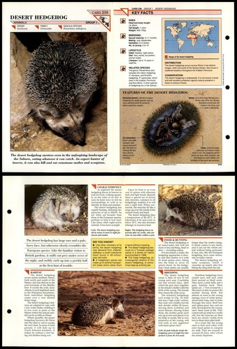 Desert hedgehog 238 - hedgehog, #238