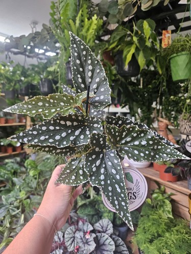 Begonia maculata bubbles - maculata,