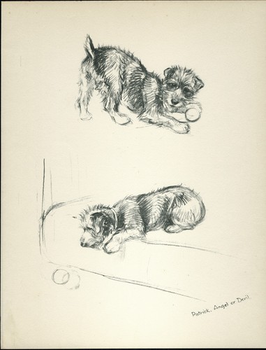 Lakeland terrier vintage 1937 - terrier,