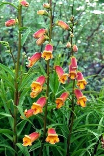 Perennial foxglove digitalis - perennial, foxglove-