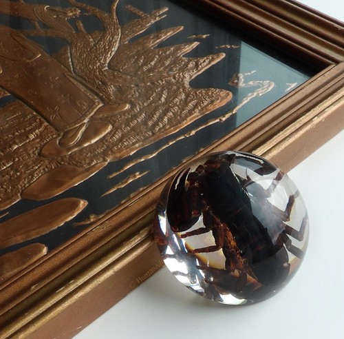Real insect paperweight - insect,
