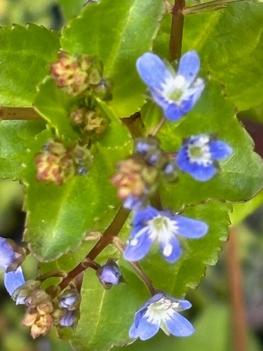 Brooklime veronica beccabunga - brooklime,