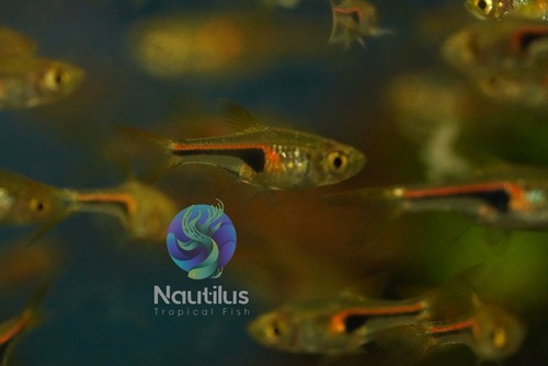Glowlight rasbora - rasbora, (rasbora