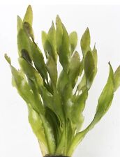 VALLISINERIA CORKSCREW ( VALLIS) LIVE AQUARIUM TROPICAL FISH TANK PLANT WEIGHTED
