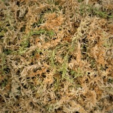 FRESH SPHAGNUM MOSS | Natural Fresh Moss | Terrarium Supplies | Peat Moss