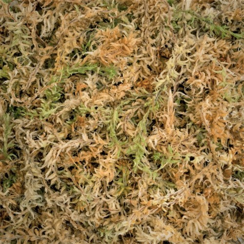 Fresh sphagnum moss natural - fresh,