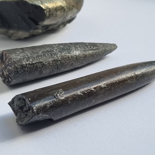 Pyritized silver fossil - fossil, shell
