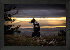 Border Collie in the storm