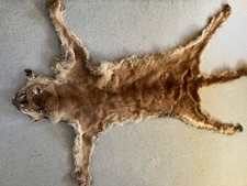 Antique (c 1918) Indian large cat skin