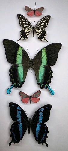 Real butterfly collection 5 - butterfly,