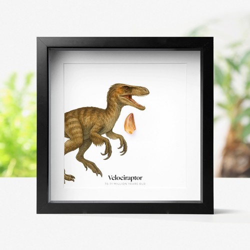 Velociraptor raptor tooth - velociraptor,