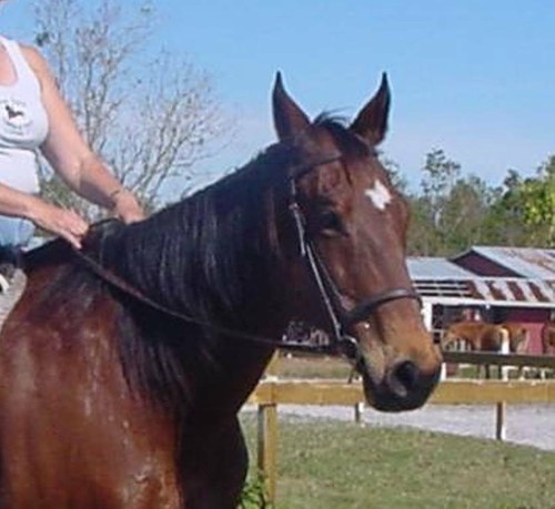 Black brown tan leather - brown,