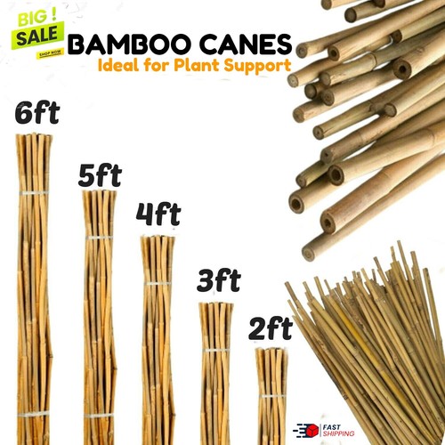 Bamboo garden canes - garden, strong