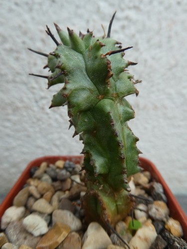 Euphorbia horrida monstrosus - horrida,
