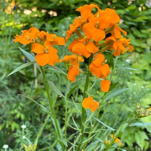 Cheiranthus - , (erysimum)