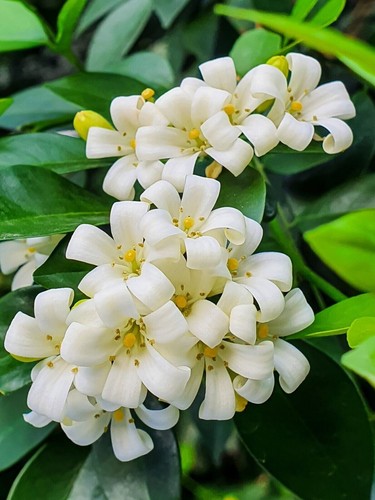 Orange jasmine murraya - orange,