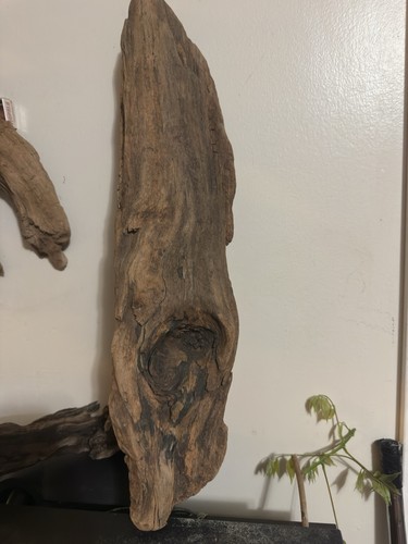 Large natural driftwood piece - driftwood,