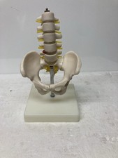 Lumbar Spine Model of The