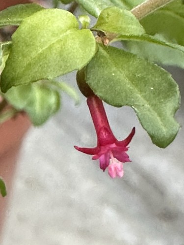 Fuchsia plant - ,