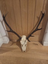 Red Deer Stag Antlers And