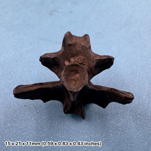 Amphibian vertebra fossil - , |