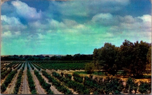 Typical california grape - california,