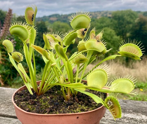 Giant sand venus fly trap - giant,