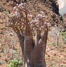 Adenium obesum 10-20cm |