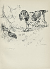 ENGLISH SPRINGER SPANIEL LOVELY OLD 1938 DOG ART PRINT by VERNON STOKES