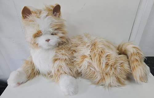 Joy for all - for, cat