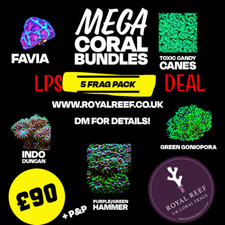 🪸SPECIAL LPS CORAL 5 PACK