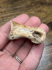 Anzu Wyliei Toe Bone Fossil Dinosaur Hell Creek Theropod