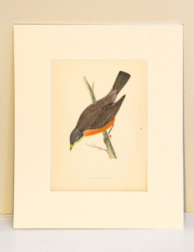 Antique victorian bird print - victorian,